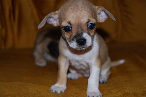 Chihuahua Welpen abzugeben in Munchen | Tiere | Kleinanzeigen