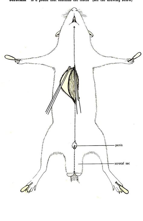 Figure 2 - RAT DISSECTION GUIDE