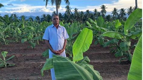 Flower prices bloom at Thovalai market amid Panguni Uthiram festival ...