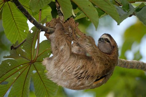 Sloth Climbing Tree 的图像结果