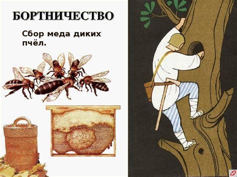 Бортничество: что это такое, история древней руси, виды, сбор