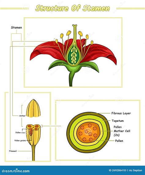 Diagram Parts of Stamen Flower Stock Vector - Illustration of division ...