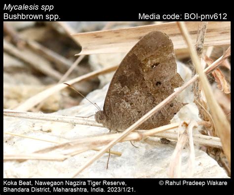 Mycalesis spp. | Butterfly