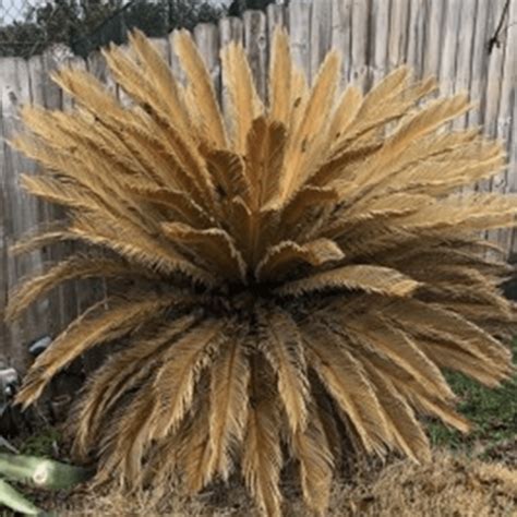 Sago Palm Care Tips: After A Freeze – The Home & Garden Center