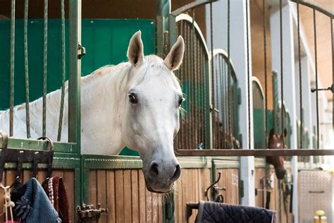 Home | Stable Homes