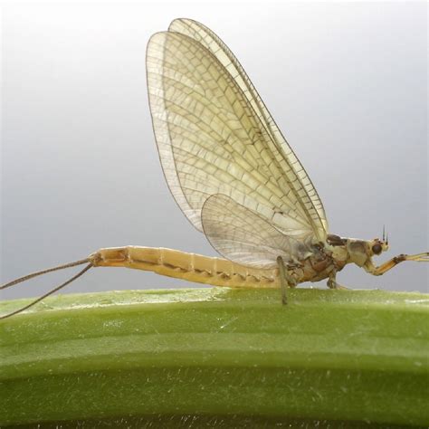 Image result for mayfly