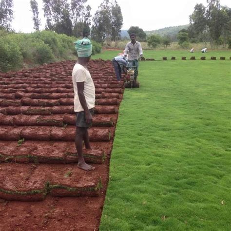 Nilgiri Grass | Wholesale Nilgiri Grass | Nilgiri Grass Carpet | Natur ...