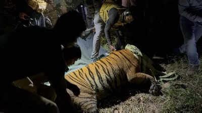 Captured tiger in good health after relocation to Vizag animal rescue ...
