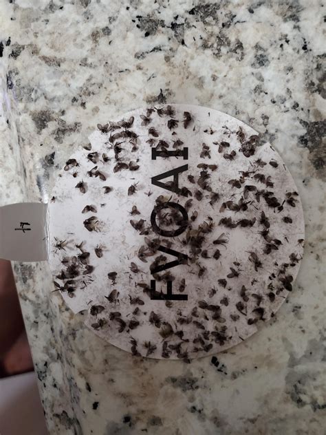 Drain Fly Infestation- I have a severe infestation of drain flies in my ...