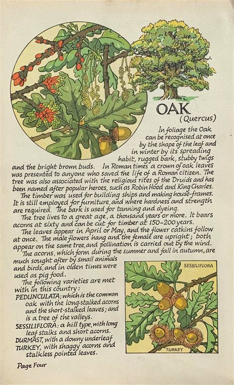 How To Recognise Oak Wood at Frank Hudson blog