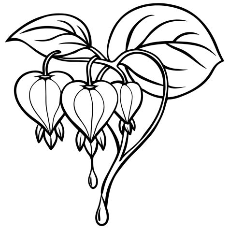 Bleeding Heart flower outline illustration coloring book page design ...