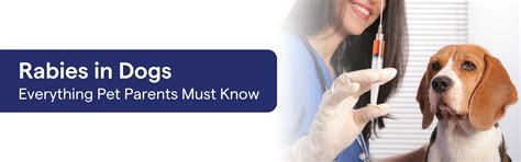 Does Every Dog Have Rabies? Facts Pet Parents Must Know – K9 Vitality