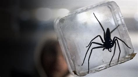 Image result for Infested 2002 Putlocker