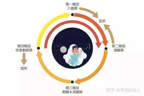 睡眠的几个阶段 - 知乎