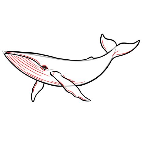 Blue Whale Photos Drawing