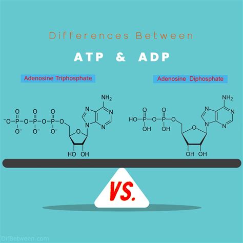 ATP vs. ADP: Key Distinctions in Cellular Energy