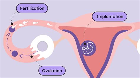 Can you feel implantation? - Proov