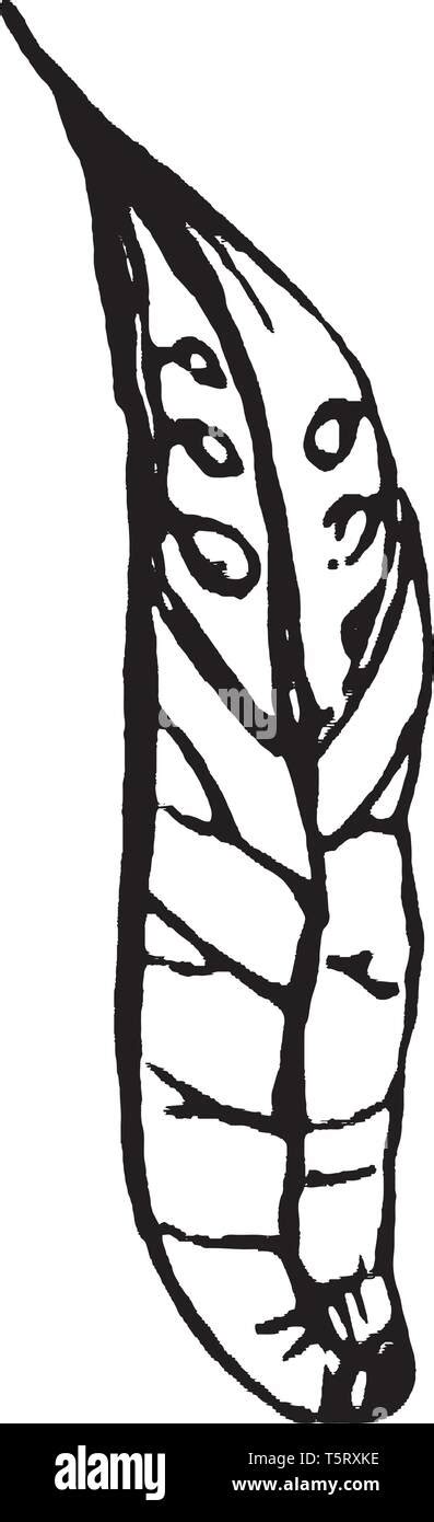 Image result for Pod Thread Left