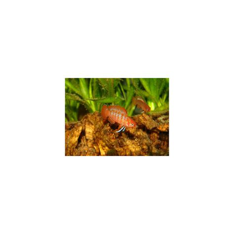 Best Cheapest Aquarium Fish Online at Low Price – Best4Pets