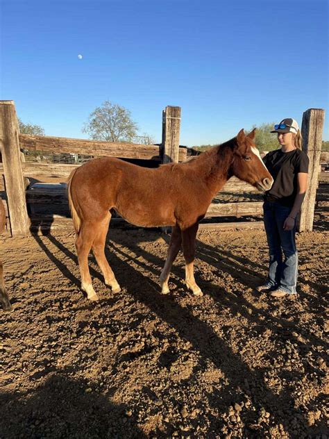 Quarter Horse