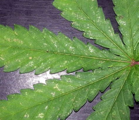 How to Get Rid of Thrips For Good! | Grow Weed Easy