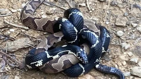 Field Notes: Do black snakes really kill rattlesnakes and copperheads ...