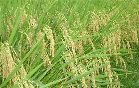 杂交水稻是转基因吗 杂交水稻是转基因食品吗-农百科