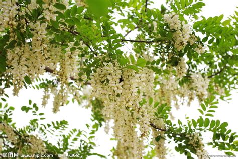 以花为饭——槐花麦饭 - 美食文章、专栏、专题、分享 - 订餐小秘书