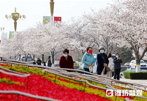 张记者拍照啦丨樱花，盛开在每个潍坊人心里 - 潍坊新闻 - 潍坊新闻网