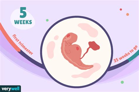 孕6周+4天，记第一次阴道彩超检查，宝宝像花生豆大！ - 百度宝宝知道