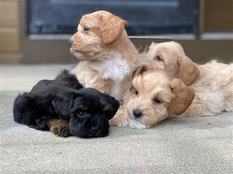 Midwest Mini Schnauzers - Missouri Mini Schanuzers, Breeder | Midwest ...