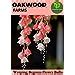 Oakwood Farms® Imported Weeping Begonia Mix Color Flower Bulbs For ...