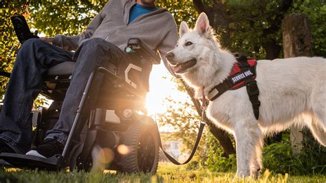 How Do Service Dogs Travel On Planes at George Bousquet blog