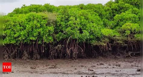 Joint panel okays forest bill, but 5 opposition MPs dissent | India ...