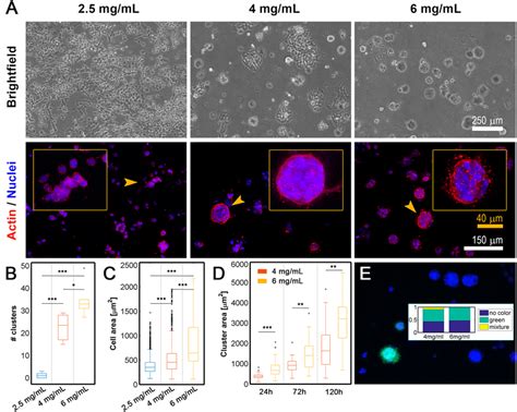Image result for Scale Bar Magnification