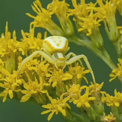 15 Spiders Species That Play Dead But Are Alive! (With Pictures)