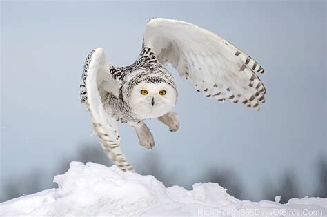 Arctic Mound Snowy Owl Take-Off | 365 Days of Birds