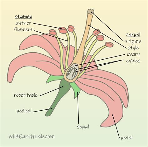 Flower Anatomy: the 4 whorls, functions, and more