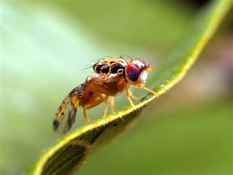 Fruit fly | Infestation & Spray | Britannica