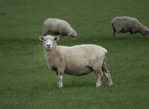 Sheep Have Tails and Other Strange Facts About Country Life for ...