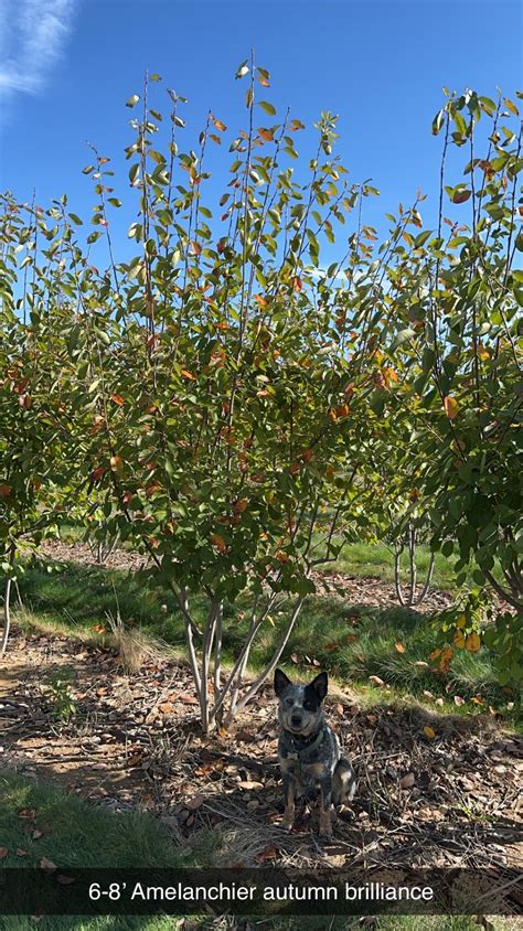Amelanchier x grandiflora ‘Autumn Brilliance’ | Raemelton Farm