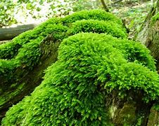 Image result for mosses