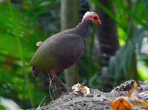 Nicobar Megapode - eBird