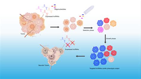 Functional Screening Techniques to Identify Long Non-Coding RNAs as ...