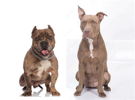 Bully vs Wrestler 的图像结果