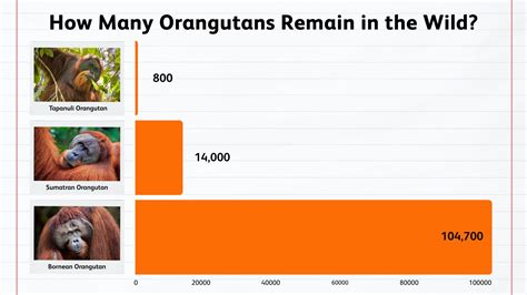 The Three Faces of the Forest: A Journey with Orangutans - SOS – Sumatran Orangutan Society