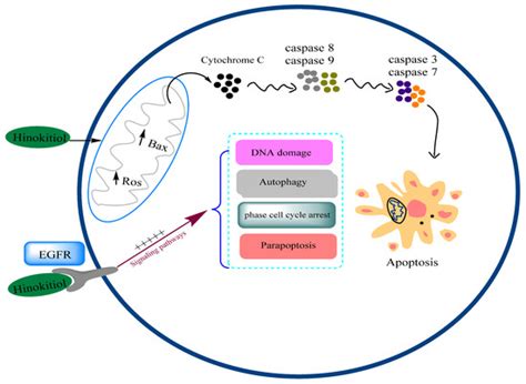 Health Benefits and Pharmacological Properties of Hinokitiol