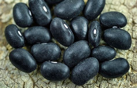 How To Grow Black Turtle Bush Beans at Alejandro Harden blog