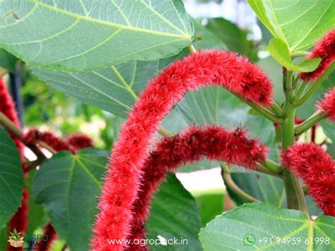 Chembakam Plant For Sale In | India