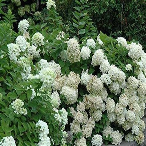 Hydrangea paniculata 'Grandiflora' (PeeGee) - Wilno's Twig Farm Online ...